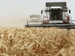 С полей Воронежской области аграрии собрали 5 млн тонн зерна