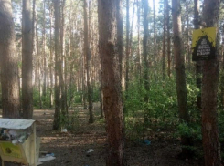 В Северном лесу Воронежа вырубят деревья за 4 млн рублей