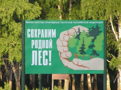 В Воронежской области местные жители убрали от мусора более 350 гектаров леса