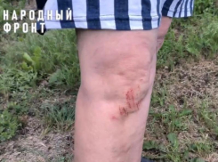 Ядовитые змеи, семейство лисят, убитая дорога и все это в воронежском селе