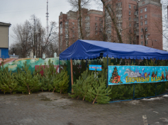 В Воронеже решили сжигать елки из Пензенской области