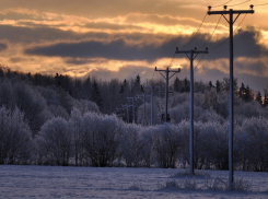 Под Воронежем восемь сел остались без света из-за лесорубов
