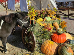 Неравнодушные воронежцы собрали около 2 тонн овощей для животных из зоопарка