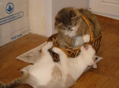 Второй участник конкурса Я и мой любимец Наталия Дашкова и ее питомцы Зита и Басё (ФОТО-ИСТОРИЯ)