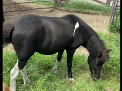 Милейшие игры пони попали на видео в Воронеже