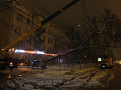 Спасатели: больше всего деревьев в Воронеже упало на провода 