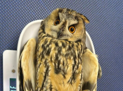 Ушастая и удивленная: воронежцы спасли красотку-сову