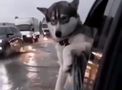 Деловая поездка хаски по утопающему Воронежу попала на видео
