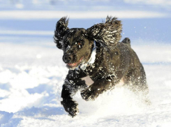 Под Воронежем охотничьи собаки выйдут на ринг