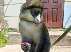 Мартышка, ставшая звездой соцсетей в Воронежской области, оказалась домашней