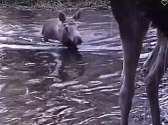 Элегантно переплывающих реку лосей сняли в Воронежском заповеднике