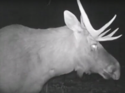 Стонущего лося в порыве страсти застукали в Воронежском заповеднике