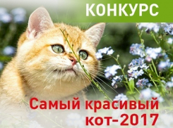 Выберите самого красивого кота Воронежа!