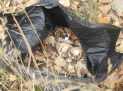 Воронежский заповедник рассказал, где закон запрещает собирать грибы