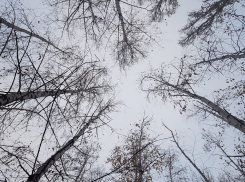 Мёртвым нашли воронежца, который пропал по пути на работу на левом берегу