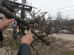 Вырезать под корень или дать шансы на выздоровление?