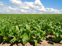 Посевы сахарной свеклы на воронежских полях сократят на 8 тыс га