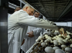 Воронежский шампиньон стал хорошим союзником губернатора Гусева 