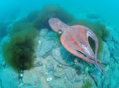 В воронежском океанариуме появился тихоокеанский осьминог из Японии