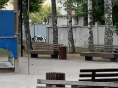 «Собаки – это круто, но не безопасно»: воронежец жалуется на появление стаи в «Алых парусах»