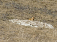 Опубликовано фото проснувшихся сурков-байбаков в Воронежской области
