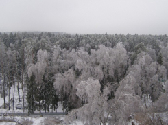 В Воронежэнерго объяснили, почему нужно вырубить деревья в парке Оптимист