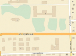 В Воронеже на улице Бурденко будут опиливать деревья