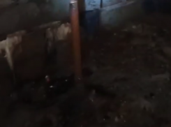 Мошкара тянется из подвала в Воронеже