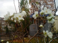 Аномальное цветение груши увидели в Воронеже