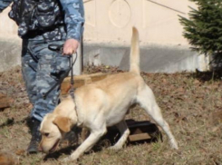 Экс-начальник кинологов Воронежской таможни наживался на своих четвероногих коллегах