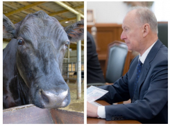 Патрушев прошёлся по воронежским властям из-за вспышки сибирской язвы