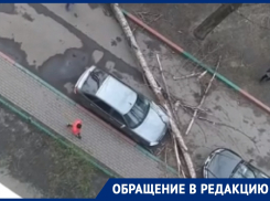 Дерево рухнуло на землю и задело машину в Воронеже