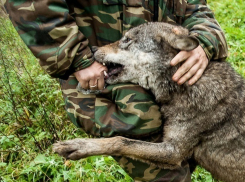 Взрослый волк живет на ферме среди скота