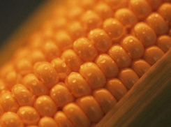 В Воронежской области вор, укравший зерно кукурузы, не смог далеко уехать