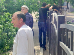 В Воронеже у школы № 48 рухнуло дерево на припаркованные автомобили: водитель Волги чудом уцелел (ФОТО)