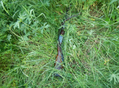 Вооруженного браконьера задержали на территории воронежского заповедника.
