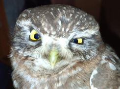 Недовольную птицу спасли в Воронеже