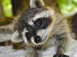Крошка-енот появился в Воронежском океанариуме 