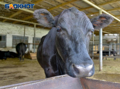 Очаг бешенства обнаружили в воронежском селе