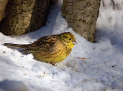 Погода в Воронеже: в концу недели будет около 0°С