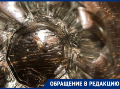 Дефилирующего между тарелками таракана сняли в воронежском ресторане 
