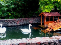 Пара лебедей переселилась на зимовку из монастыря в Воронежский зоопарк