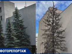 Кладбище хвойных деревьев может появиться под окнами депутатов в Воронеже