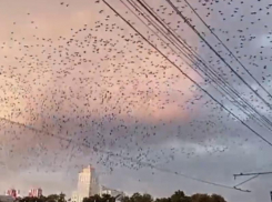«Это плохой знак», – гигантская стая птиц в небе напугала воронежцев