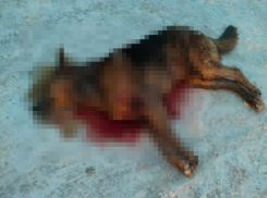 Пикет с трупом собаки у воронежской мэрии назвали хайпом 