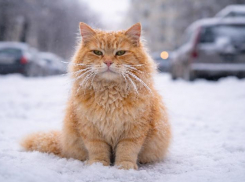  Штормовое предупреждение из-за лютых морозов объявили в Воронежской области