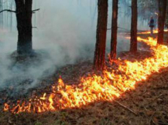 Воронежской области не грозят пожары 2010 года