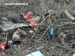 Оставили гнить под открытым небом: появились фото с места убоя скота в Воронежской области 