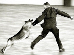 Воронежские полицейские спасли мужчину от трех собак