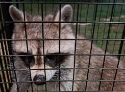 Опасного пушистого преступника задержали в Воронеже